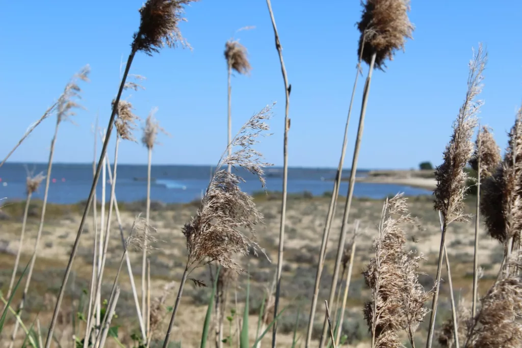 Vue sur le bassin d'Arcachon en fond, avec des roseaux en premier plan.