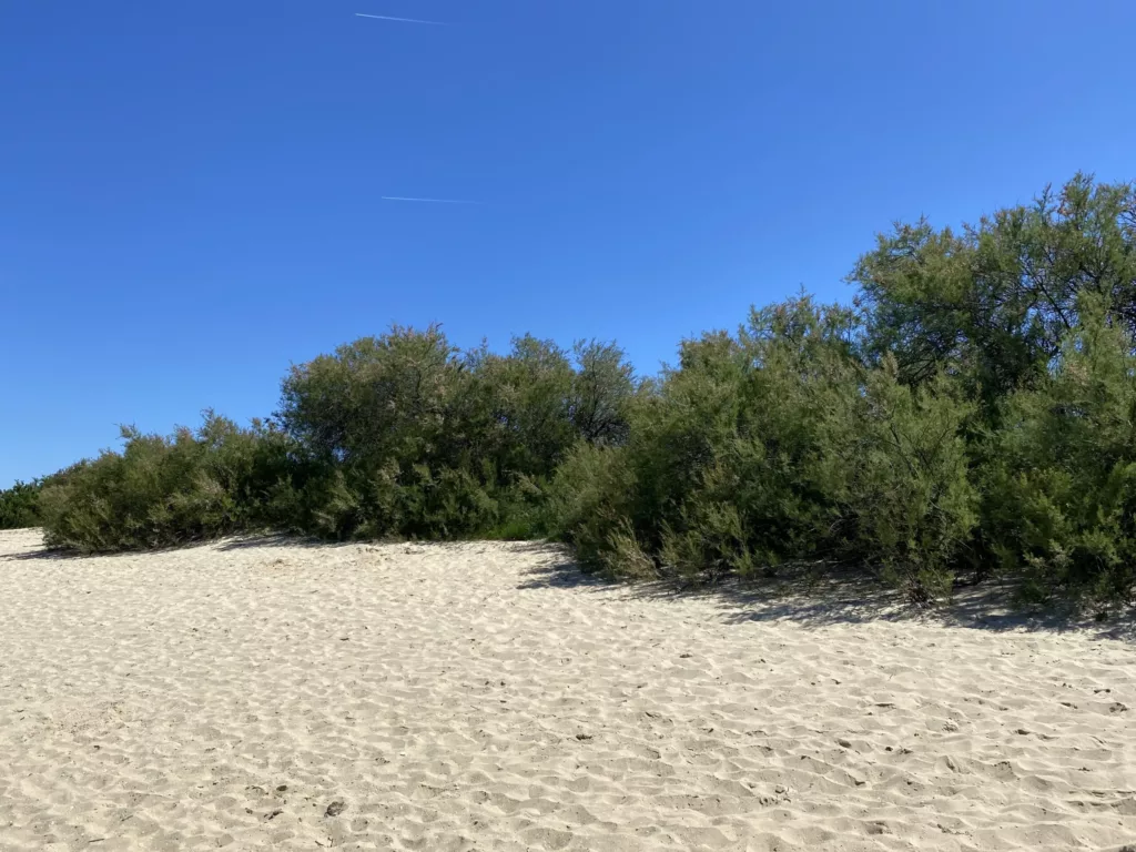 Vue sur des arbres sur une plage du bassin d'Arcachon, pour la page maintenance et refonte de site internet.