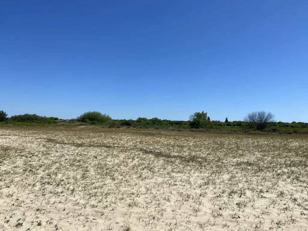 Vue sur les arbres du bassin d'Arcachon et du sable.